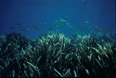 Pradera de posidonia oceánica