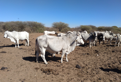 vaca