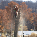 ​Finalizan las obras de restauración forestal tras el incendio de Llutxent en Valencia