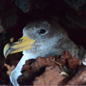 Finaliza la campaña de recogida de pollos de pardela en Tenerife con 2.580 crías rescatadas