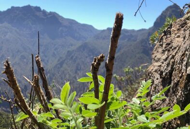 Parque Nacional Caldera de Taburiente 