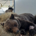 ​Aquí se curan los Osos Pardos
