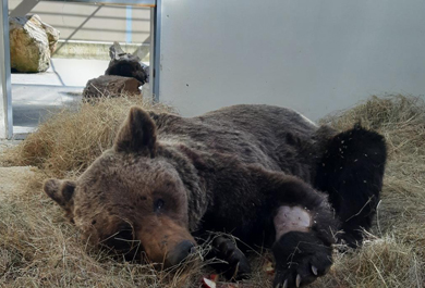 oso pardo de la Península Ibérica