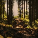 Jornada de Bosques y Cambio Climático
