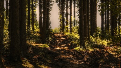 Bosque
