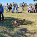 ​Suelta en Extremadura de los linces Quemacocos y Quimo