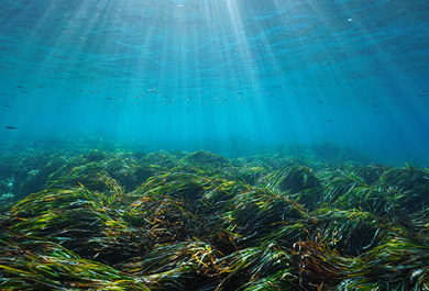 Praderas de posidonia