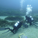 Plantación de las primeras plantas de Posidonia oceanica en la Bahía de Mazarrón (Murcia)​​