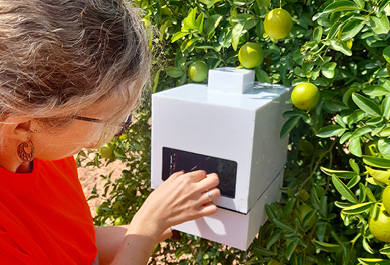 trampa automática para la monitorización de C. capitata. 