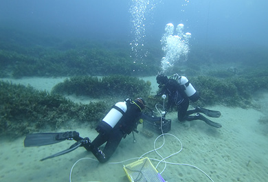 Plantación de Posidonia oceanica en la Bahía de Mazarrón, en Murcia