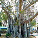 ​Tratamiento del emblemático ficus de la Base Naval de Cartagena​