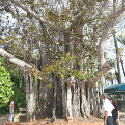 ​​​El Grupo Tragsa colabora en la recuperación del emblemático ficus de la Base Naval de Cartagena