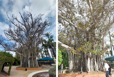 Tratamiento de endoterapia en el emblemático ficus de la Base Naval de Cartagena