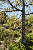 Bosque forestal