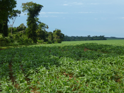 Campo de soja.