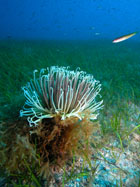 Ejemplar de Cerianthus Membranaceus en La Florada, Islas Columbretes