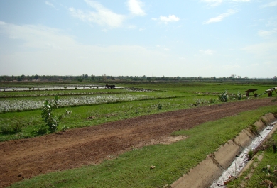 Arrozales en Níger