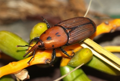 Este insecto ataca a las palmeras de forma muy agresiva