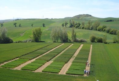 Campos de cultivo