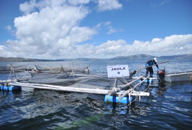 Jaula Proyecto Manos Unidas en Puno