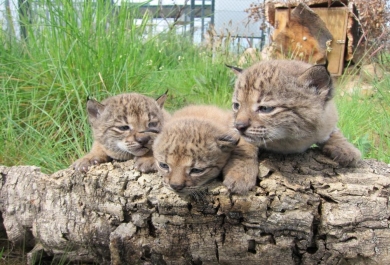 Tres crías de lince ibérico