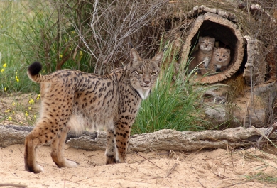 Lince ibérico con sus crías