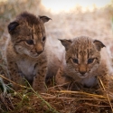 Nacen ocho linces ibéricos en Doñana