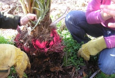 Imagen de técnicos tratando una palemra afectada por picudo rojo