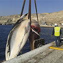 Traslado de una ballena varada en la costa de Almería