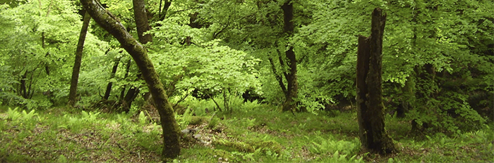 Bosque de España