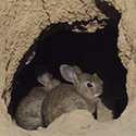 El Grupo Tragsa consigue una nueva patente en el Ámbito de la Sanidad Animal