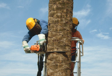 Grupo Tragsa operatives performing cutting down palm tree afected by the red palm weevil