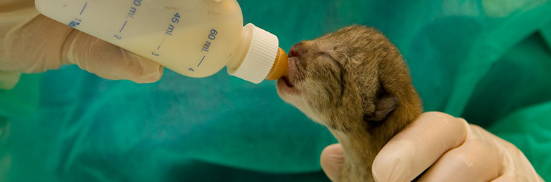 Veterinario alimentando a un cachorro de lince recién nacido