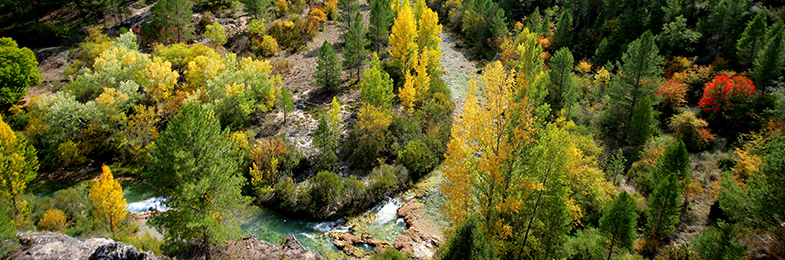 Paisaje arbolado